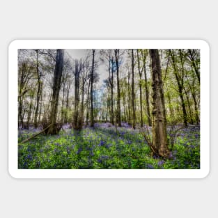 Bluebell Wood Sticker